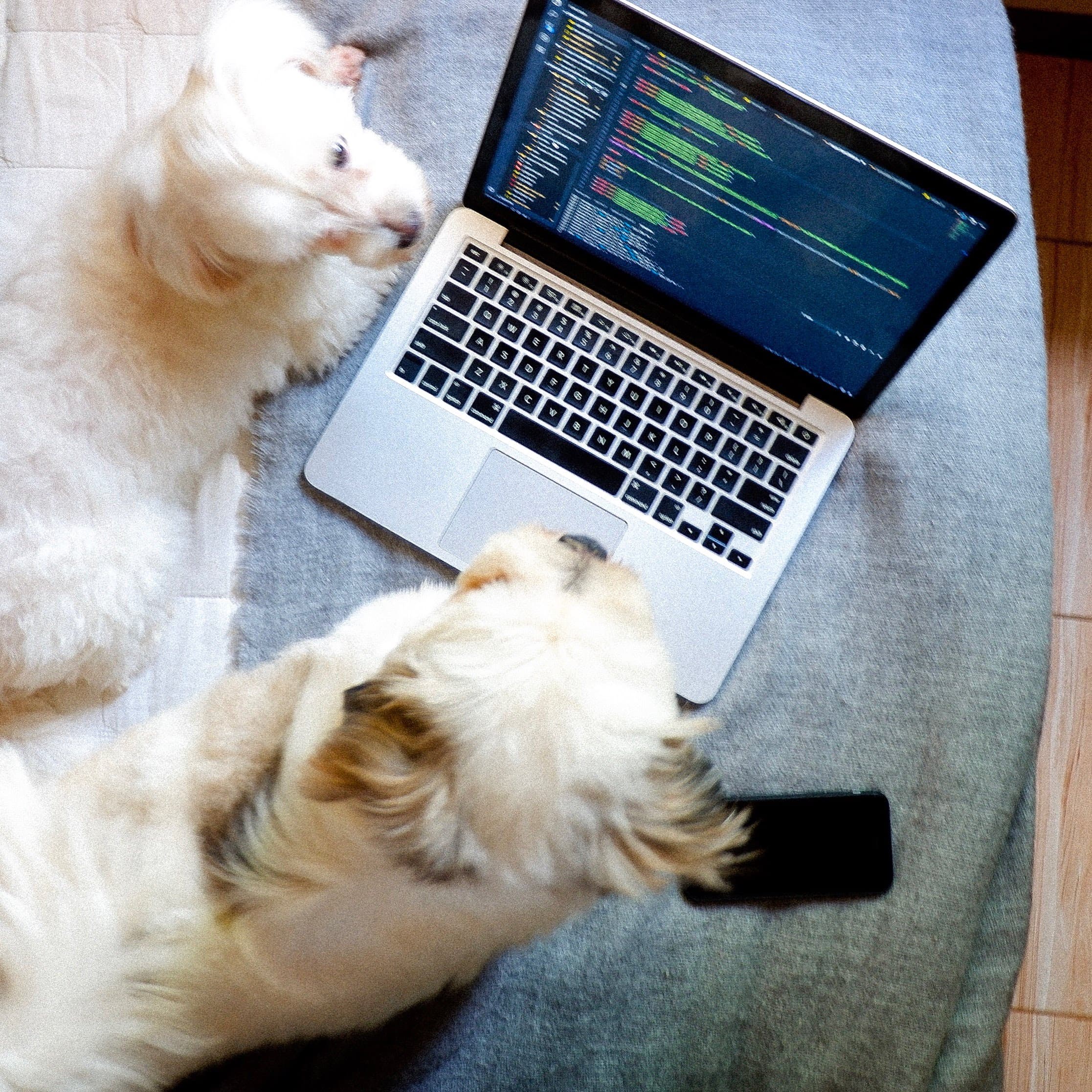 Jorge's dogs beside a laptop during a coding day