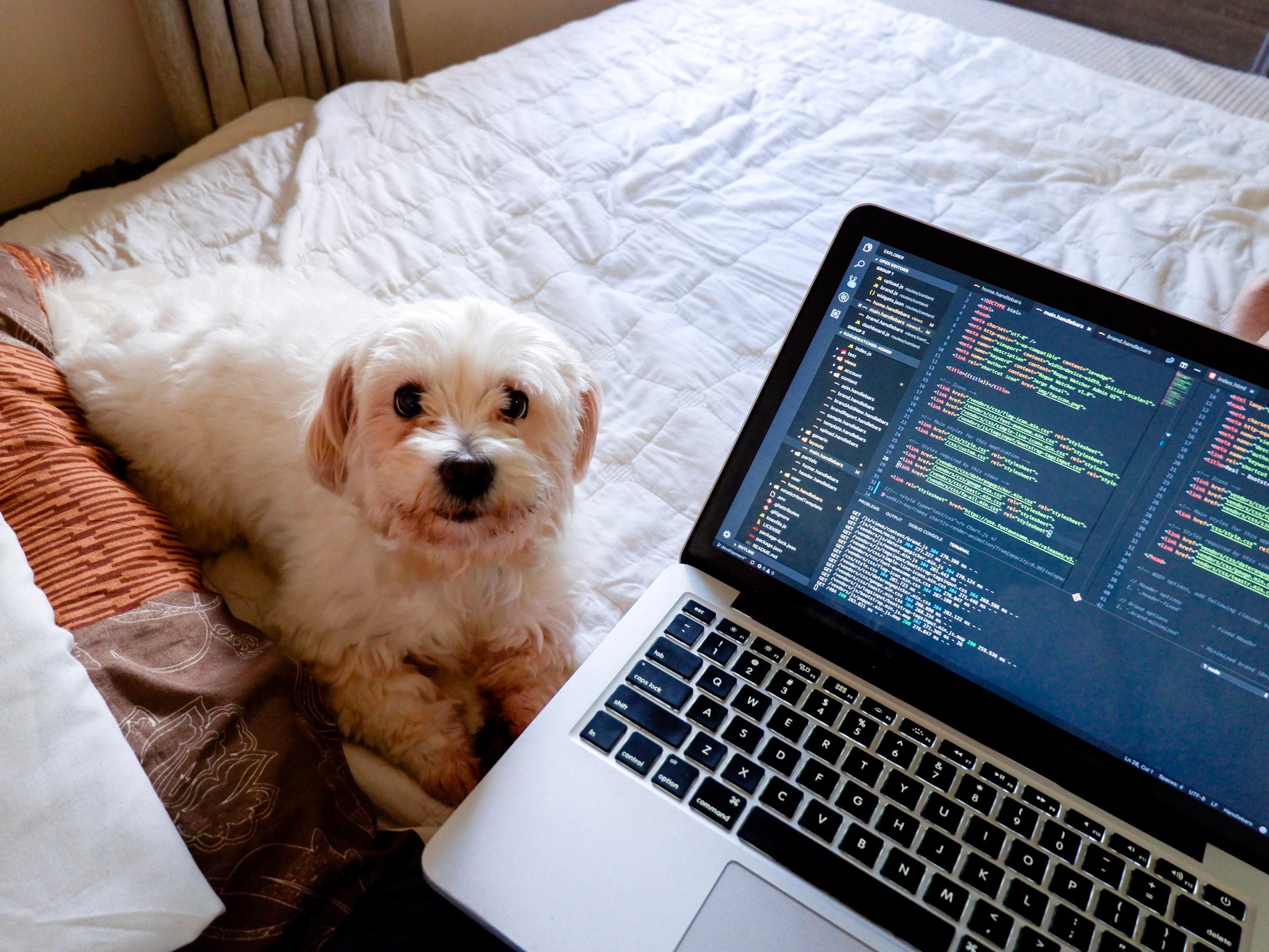 A third dog photo showing Jorge's dogs as coding companions